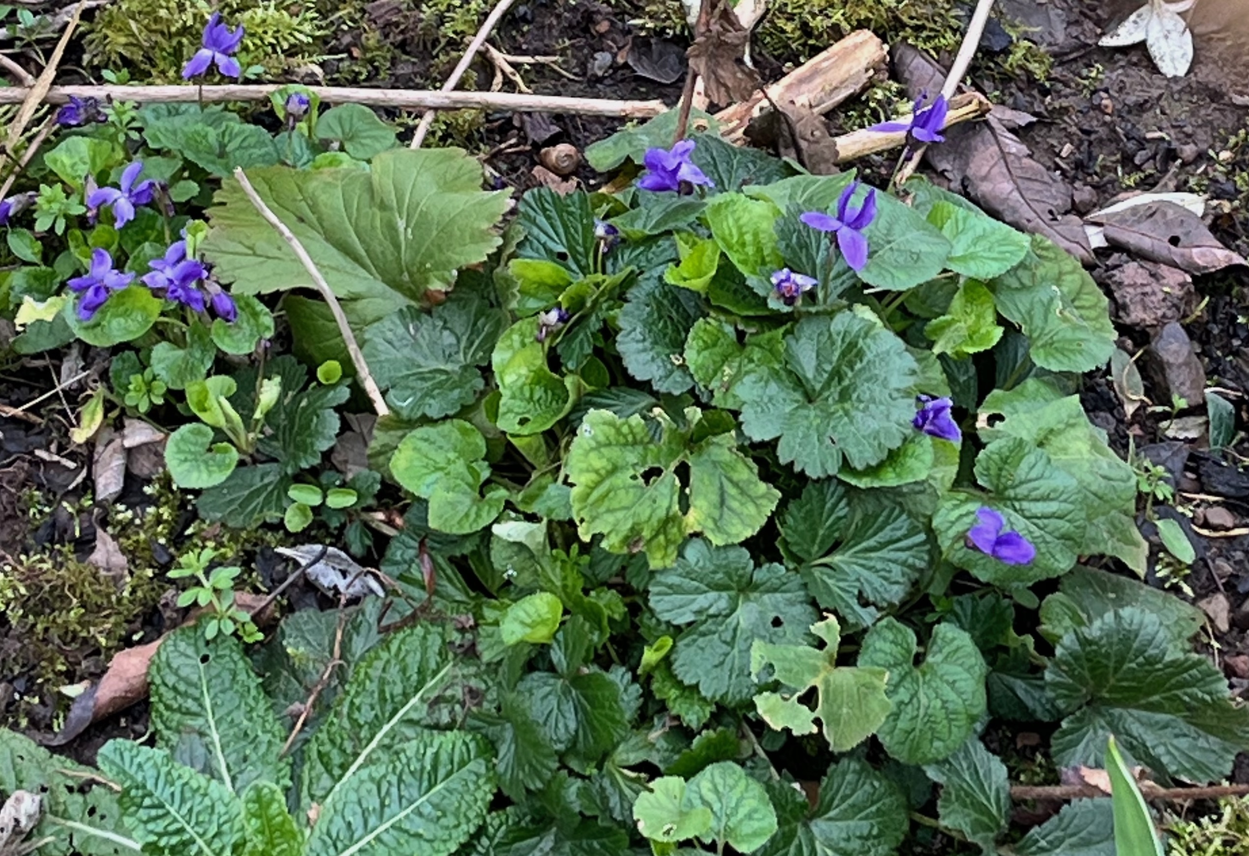 a patch of sweet violets with many flowers, some in bud some fully open
