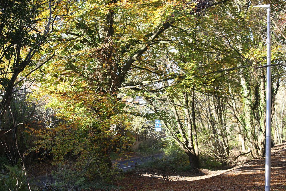 Picture of a forest with the leaves beginning to turn orange