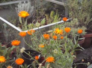 Marigolds by the cold frame