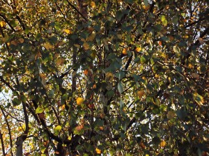 birch leaves hanging on