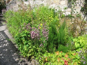 oregano&rosemary