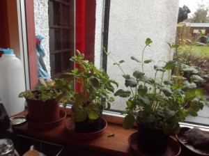 windowsill herbs