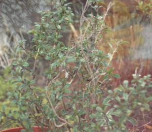 winter savory