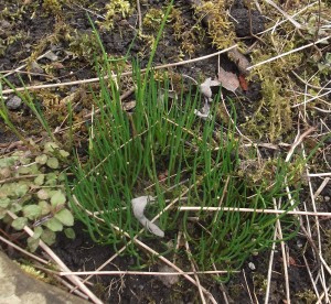 small chives