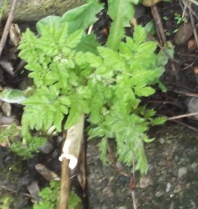 sweet cicely