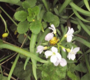 cuckooflower