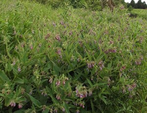 comfrey (2)