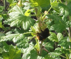 gooseberry bee