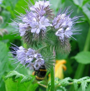 bumble phacelia