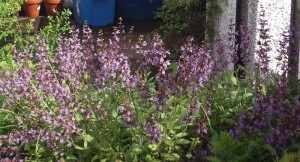 flowering sage