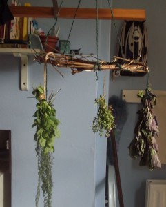 herbs drying