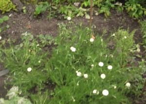 chamomile lawn2