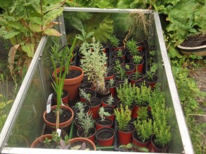 coldframe