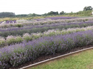 lavender fields