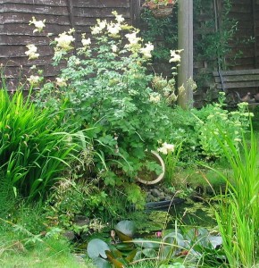 meadowsweet