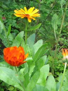 upright marigolds