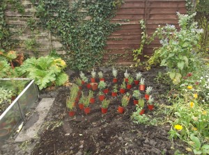 worlds smallest knot garden