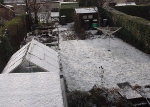 snowy garden