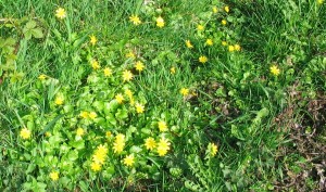 all the celandines