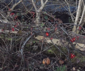 flowering quince