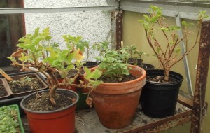 3 pots of geraniums