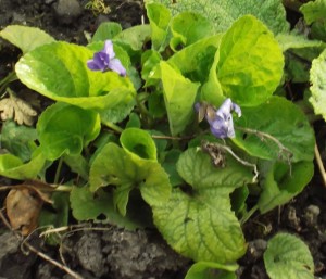 violet, two blooms