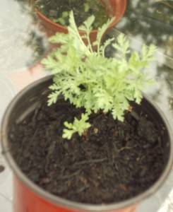 roman wormwood