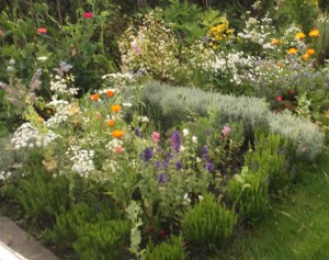 knotgarden and chamomile
