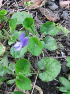 sweet violet