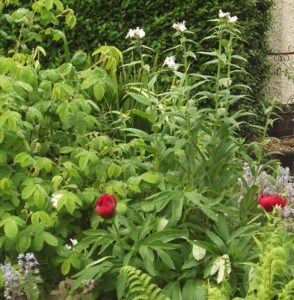 peonies and rocket