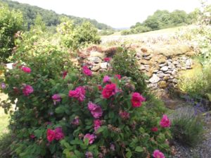 rosa gallica against a wall, overlooking a valley