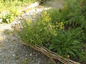 herb bed with low fence of hazel wattle