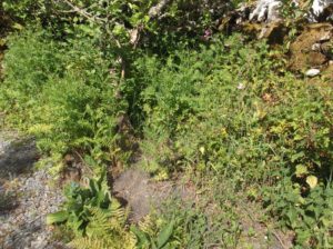 bed of tansy plants under an apple tree