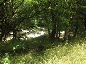 sunlit river rushing seen through trees