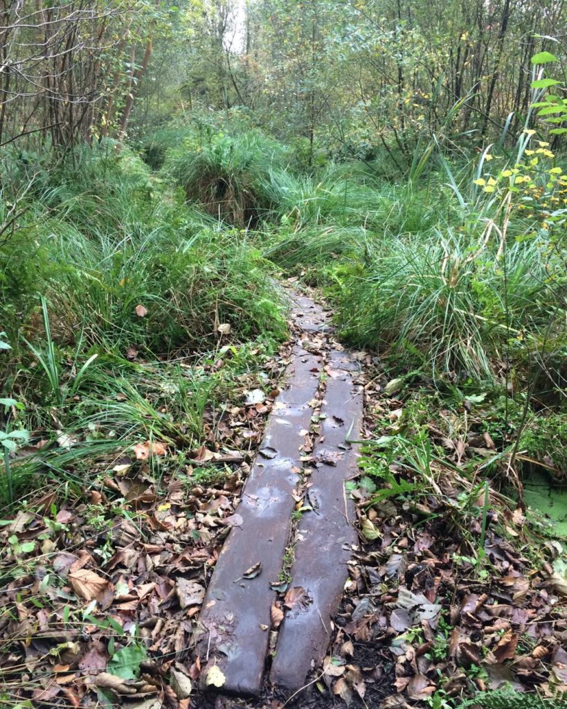 boardwalk in the Avalon marshes, grass and willows surrounnd it