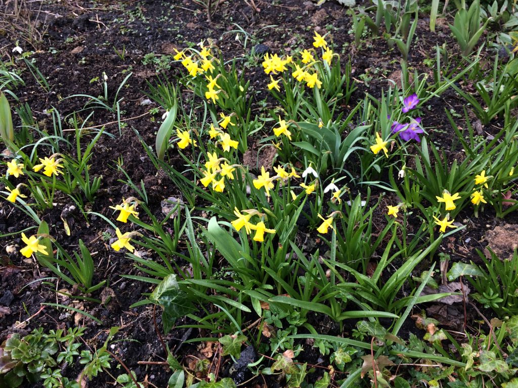 miniature daffodils