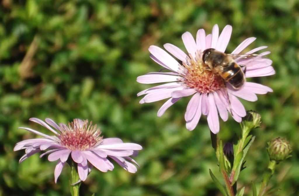 honey bee on michaelmas daisy