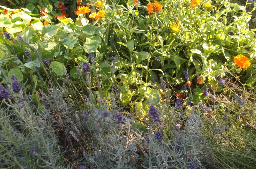 nasturtiums, marigolds and lavender