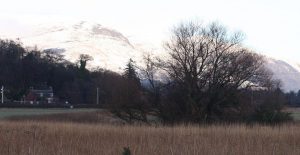 large bare willow tree in the middle distance