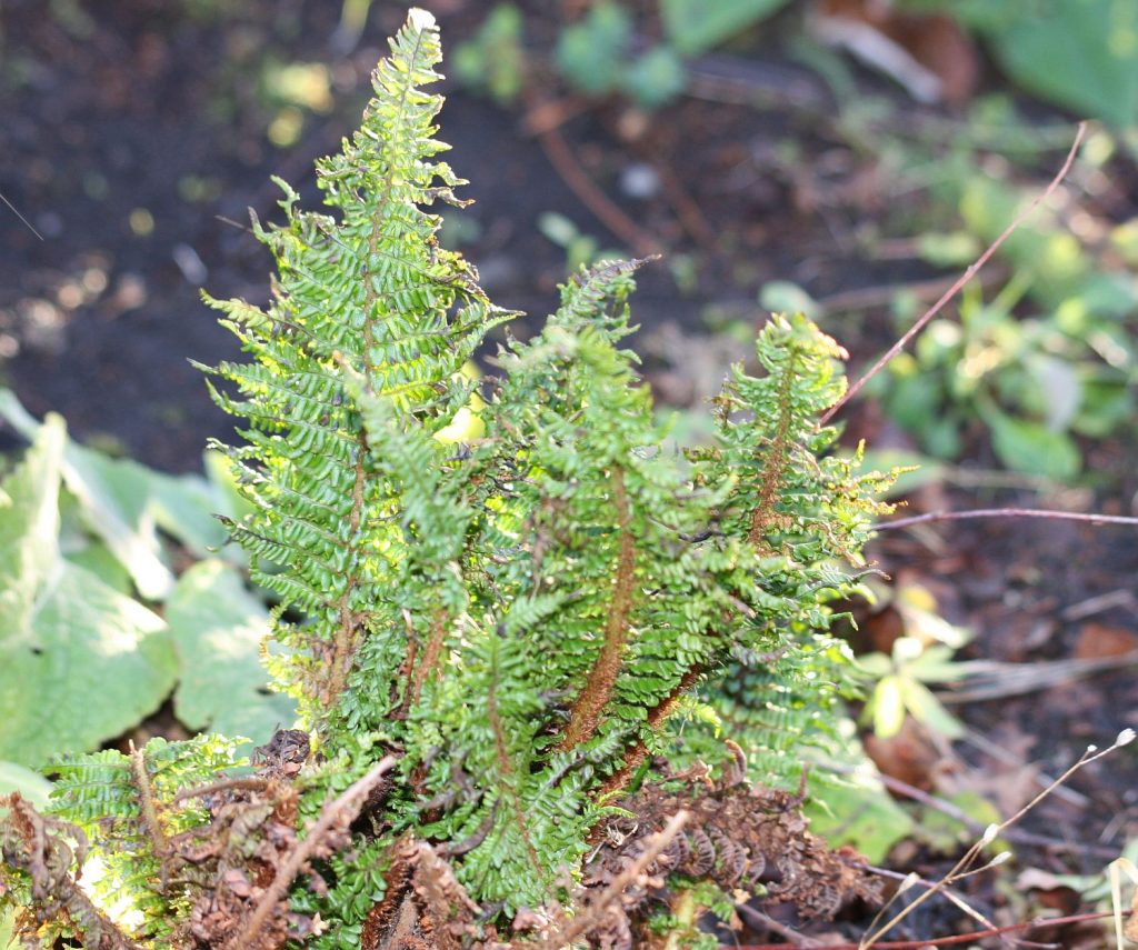 upright very green fern