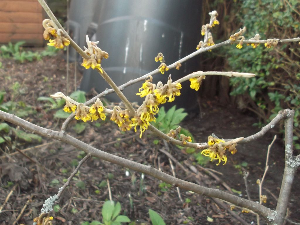 opening buds of witch hazel, very bright gold