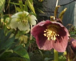 white and purple hellebores