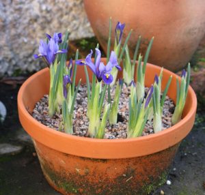 terracotta pot with blue iris
