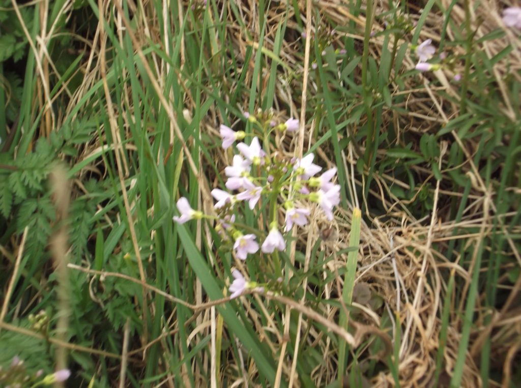 spray of pale lilac cuckoo flower