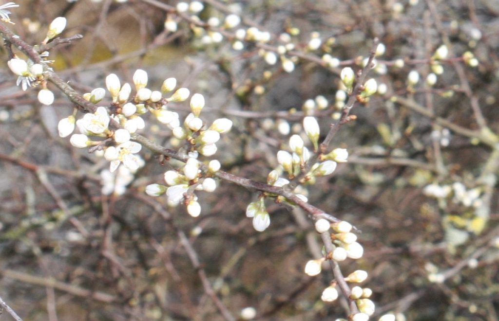 white starry flowers on a bare stem