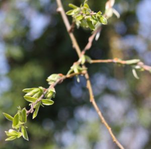 a willow twig, with opening leaves