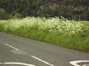 a bank with cow parsley