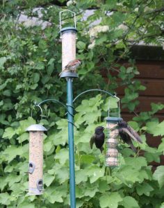 two starlings and a sparrow on the bird feeder