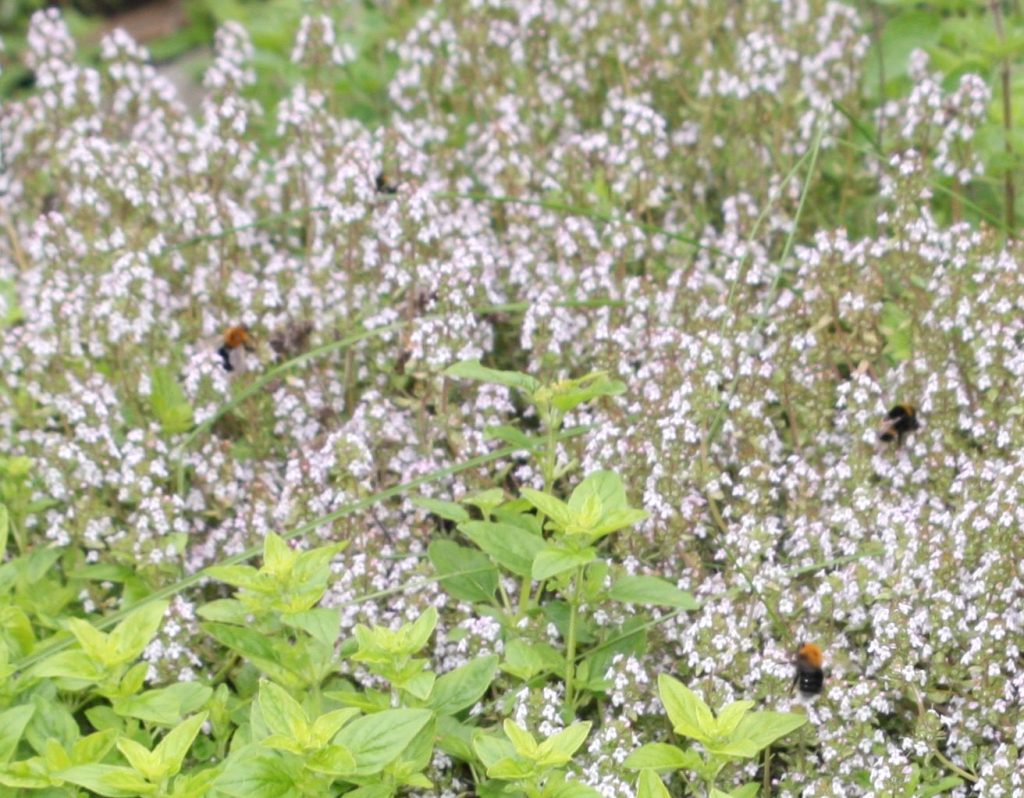 Thyme flowers with many bees