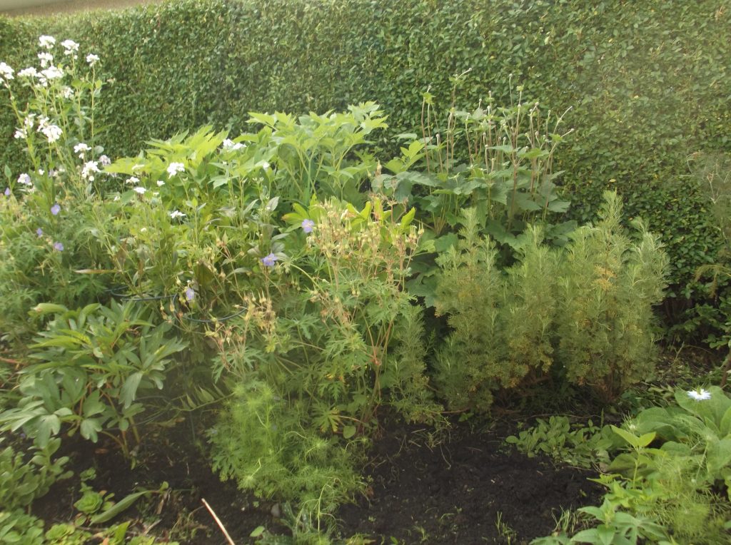 southernwood, geranium, rocket and angelica